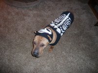 Halloween 2008 George 001.jpg
