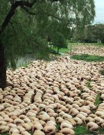Stecz's sheep.jpg