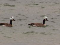 GEESE.jpg