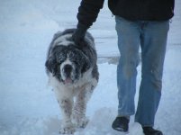 Dog 020.jpg