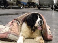 Dog 028.jpg