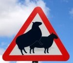 sheep alert_4790f08a3bcb6.jpg