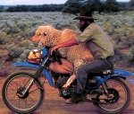 sheep_transported_on_motorcycle.jpg