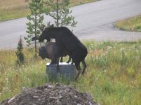 confused_moose3850.jpg