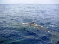 whale3.jpg
