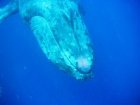 whale 2.jpg