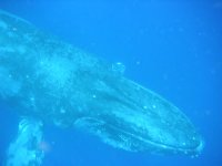 whale.jpg