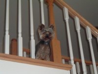 looking over railing.jpg