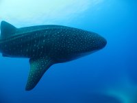whale shark 1.jpg