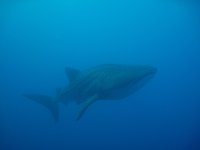 whale shark 2.jpg