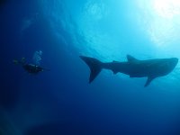whale shark 3.jpg