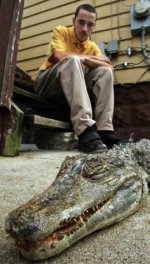 alligator01.jpg