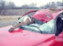 deer car.jpg