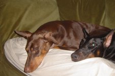 dogs 035.jpg