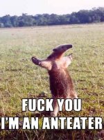 Fuck_You_Im_an_Anteater.jpg