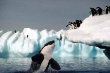 2008killerwhale.jpg