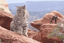 Bobcat.gif