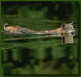 bobcatswimming.jpg