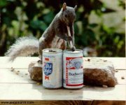 Humor-Bud_Squirrel.jpg