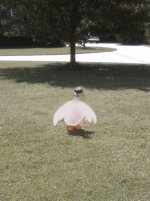 Marks Goose 1.jpg