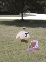 Marks Goose 1.jpg