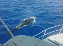false killer whale.jpg