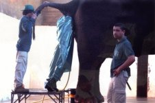 elephant_ass.jpg