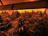 growroom070.jpg