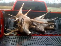 Deer 2009.jpg
