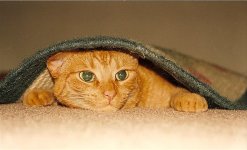 94 Bam bam hidin.jpg