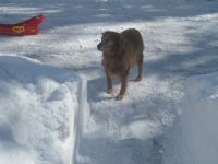 Ash Snow 4.jpg