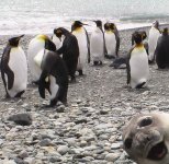 penguins.jpg