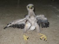 baby-harris-hawk-wk1.jpg