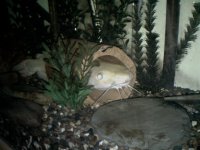 catfish (1).jpg