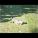 image Iguana.jpg