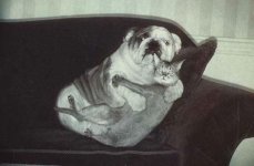 Cat Dog Hug.jpg