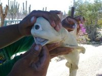 cyclops-shark-111017_124158.jpg
