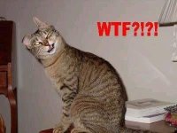69723_175791049119700_100000664170931_467633_3418674_n 1968WTFCAT.jpg