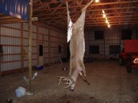 08deer small.jpg