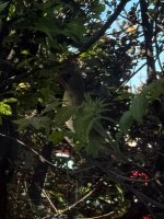 IMG_4668.jpeg