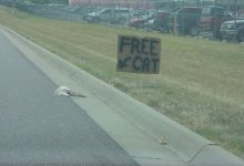 dead cat.jpg