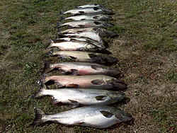 Fishing 9-17 13 Salmon.jpg