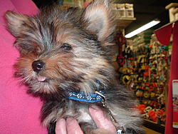 Lola at the Pet Store, first outing (2).jpg